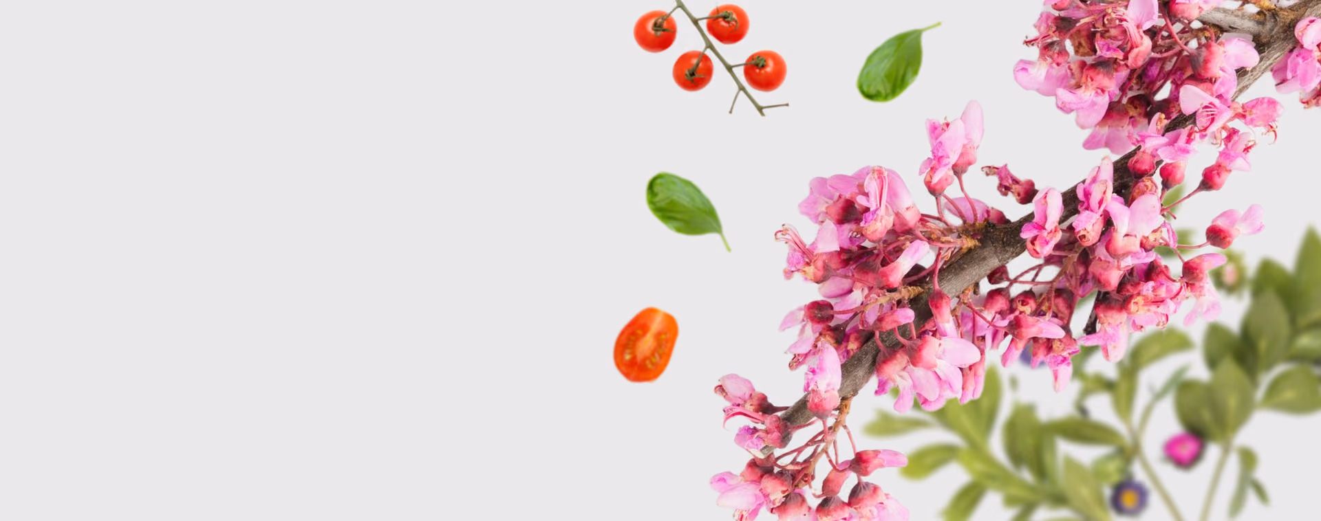 Baker Creek Heirloom Seeds case study